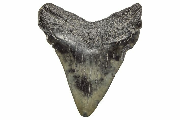 Juvenile Megalodon Tooth - South Carolina #195963